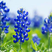 Blue Bonnet Flower Seeds for Planting - NON GMO Seeds for planting in home garden