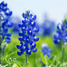 Blue Bonnet Flower Seeds for Planting - NON GMO Seeds for planting in home garden