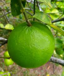 Citrus aurantifolia key lime fruit seeds