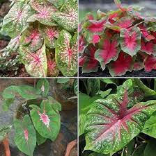 Caladium Teal Mix Flower Seeds â€“ Heirloom, Non-GMO Flower Seeds for Planting for planting in home garden