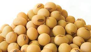 Brown Edible Soybean Glycine max seeds for garden planting