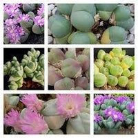 Mixed Gibbaeum Plant Seeds for Planting - 100 pcs seeds for planting in home garden