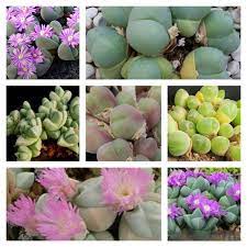 Mixed Gibbaeum Plant Seeds for Planting - 100 pcs seeds for planting in home garden