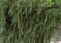 Trling Irene Rosemary Herb Plant Seeds for Fragrant and Flavorful Gardens Scientific Name Placeholder for planting in home garden
