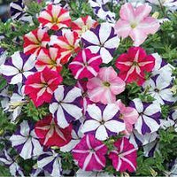 Ultra Star Petunia Violacea Flower Seeds for Planting - Heirloom, NON-GMO, Easy-to-Grow Garden Blooms - Star for planting in home garden
