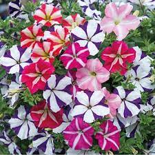 100 Pcs