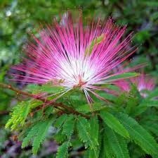 Pink Calliandra Eriophylla Plant Seeds for Planting - 100 pcs seeds for planting in home garden