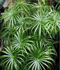 Green Cyperus Alternifolius Planting Seeds for Garden - NON GMO Seeds for planting in home garden
