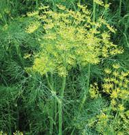Vierling Dill (Anethum graveolens)Herb Seeds for Planting,Heirloom Non-GMO Seeds Scientific Name Placeholder for planting in home garden