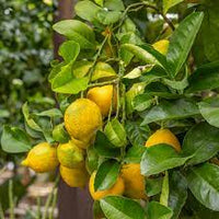 Lisbon lemon tree seeds
