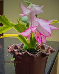 Schlumbergera Flower Seeds for Planting 100 pcs - Flower for planting in home garden