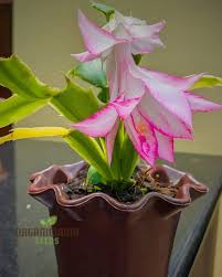 Schlumbergera Flower Seeds for Planting 100 pcs - Flower for planting in home garden