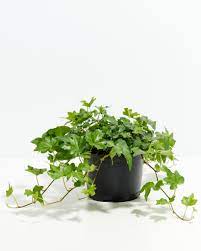Ivy plant seed set