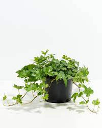 Ivy plant seed set