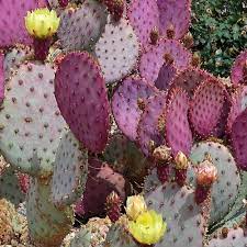 Pink Opuntia Chlorotica Planting Seeds for Garden - Heirloom Seeds for Home Garden, GMO Free Seeds for planting in home garden