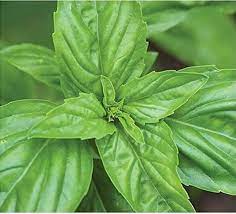 Napoletano Basil Plant Seeds Scientific Name Placeholder for planting in home garden