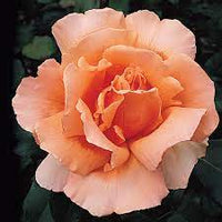 Orange Joey Hybrid Tea Rose Plant Seeds - Non-GMO Heirloom Garden Seeds for Planting for planting in home garden