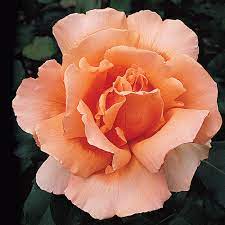 Orange Joey Hybrid Tea Rose Plant Seeds - Non-GMO Heirloom Garden Seeds for Planting for planting in home garden
