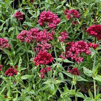 Red Valerian Centranthus Ruber Flower Seeds for Planting - Heirloom, NON-GMO, Easy to Grow for planting in home garden