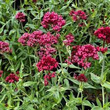Red Valerian Centranthus Ruber Flower Seeds for Planting - Heirloom, NON-GMO, Easy to Grow for planting in home garden