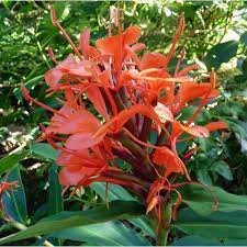 Bugle Lily Watsonia Pillansii Flower Seeds for Planting-Heirloom & Non-GMO Garden Seeds for planting in home garden
