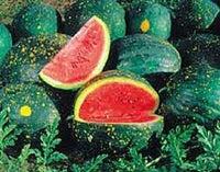 Moon and Stars watermelon fruit seeds