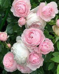 Light Pink Polyantha Rose Plant Seeds for Garden - Heirloom Non-GMO Seeds for Planting for planting in home garden