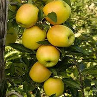 Golden apple Malus domestica seeds for crisp fruit orchard