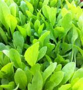 Broadleaf Tortoise Forage Blend seeds for planting in home garden