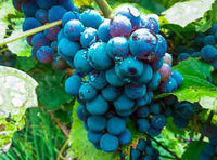 Indigo blue grape Vitis vinifera seeds