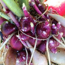 Late Red Yacon Smallanthus sonchifolius seeds for garden planting