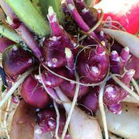 Late Red Yacon Smallanthus sonchifolius seeds for garden planting