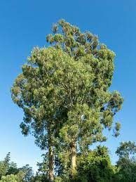 Green Eucalyptus Nitens Tree Seeds for Outdoor Landscaping and Trees Scientific Name Placeholder for planting in home garden