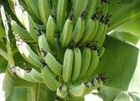 Green Plantn Plant Seeds for Planting-Nutritional and Tropical Gardens Scientific Name Placeholder for planting in home garden