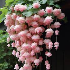 Baby Pink Weeping Forsythia Flower Seeds for Garden Planting for planting in home garden