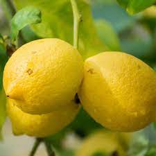 Genoa Lemon Citrus limon seeds for planting in home garden