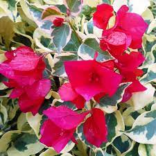 Ice (Ice scientific name) for planting in garden