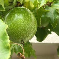 Green Passiflora edulis seeds for planting in home garden