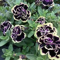 Petunia Merlin Morn Pink Seeds for Planting - Heirloom, NON-GMO Flower Seeds - Vibrant Pink Blooms - Merlin for planting in home garden