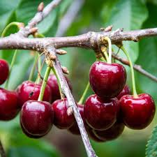 Lapins sweet cherry fruit seeds