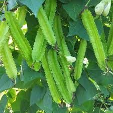 Winged Bean Psophocarpus seeds for garden planting