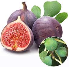 Burgundy fig fruit seeds for garden cultivation