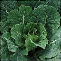 Georgia Collard Greens Brassica oleracea for planting in home garden