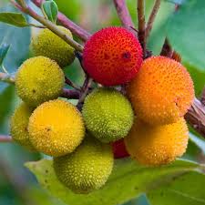 Mixed Colour Arbutus unedo seeds for planting in home garden