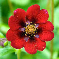 Potentilla Atrosanguinea - Red Flower Seeds for Planting - 100 pcs seeds for planting in home garden