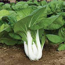 Pak Choi Blizzard Brassica rapa seeds for garden planting