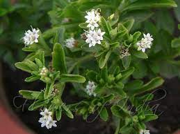 Stevia rebaudiana Seeds for Planting Scientific Name Placeholder for planting in home garden