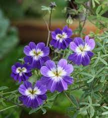 Blue Hanging Nasturtium Flower Seeds for Planting - Heirloom seeds for Home Garden, GMO Free for planting in home garden
