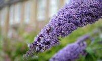 Buddleja (Buddleja scientific name) for planting in garden