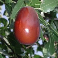 Lang Ziziphus jujube fruit seeds